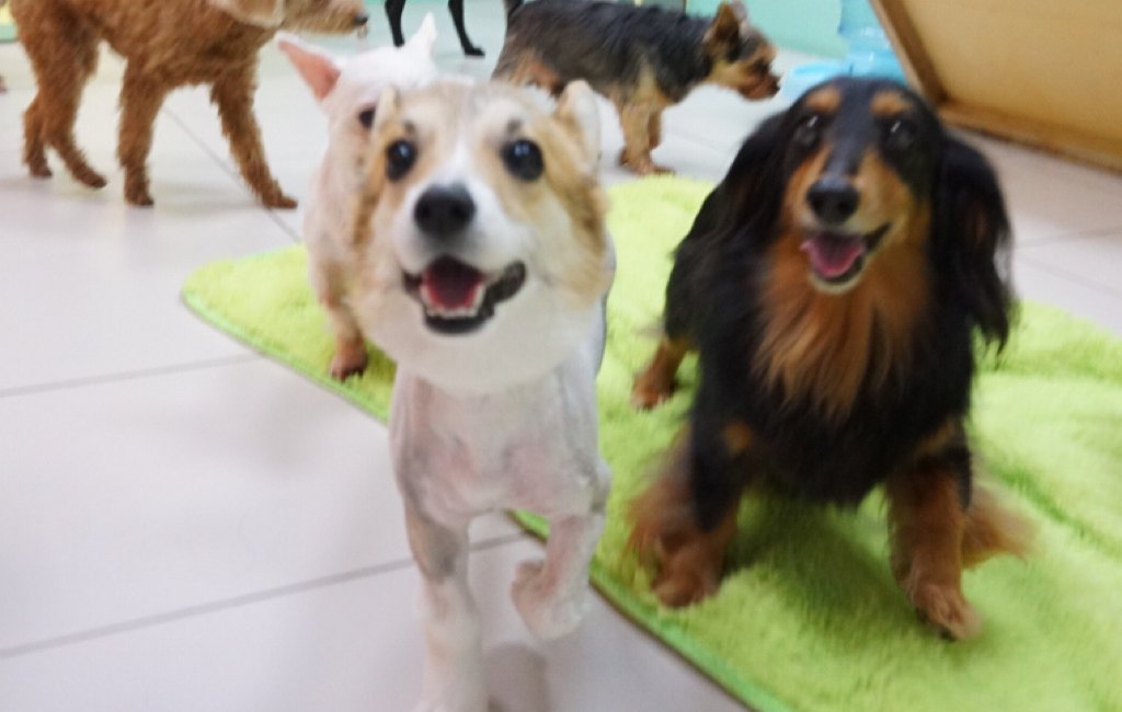 開心的毛孩